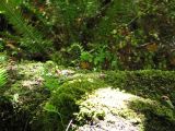 Day 1 - Ferns growing out of dead tree trunk